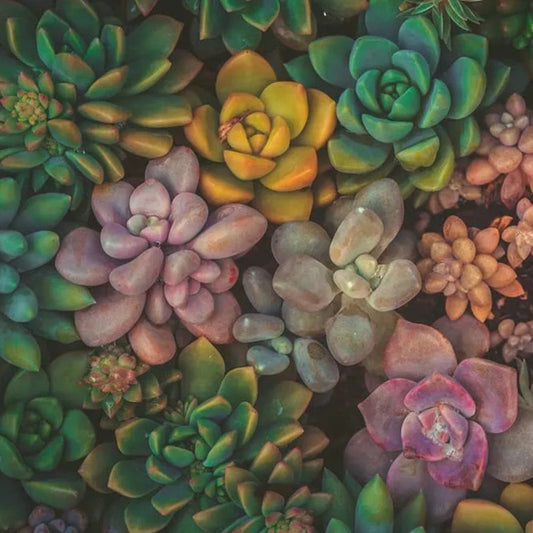 100 Echeveria Succulents Mix Seeds