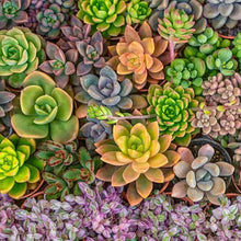 100 Echeveria Succulents Mix Seeds