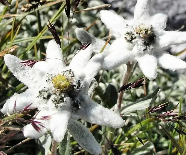 planting edelweiss seeds Buy Nema Edelweiss (Leontopodium alpinum) Flower Seeds