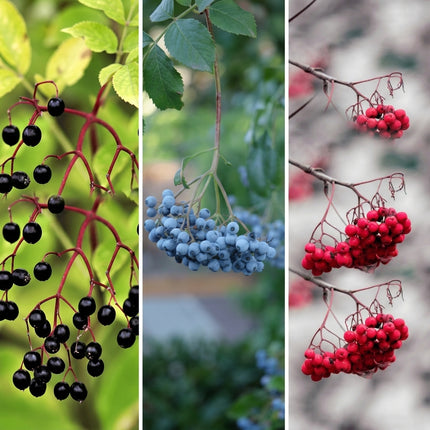 Elderberry Seed Collection – 150 Seeds