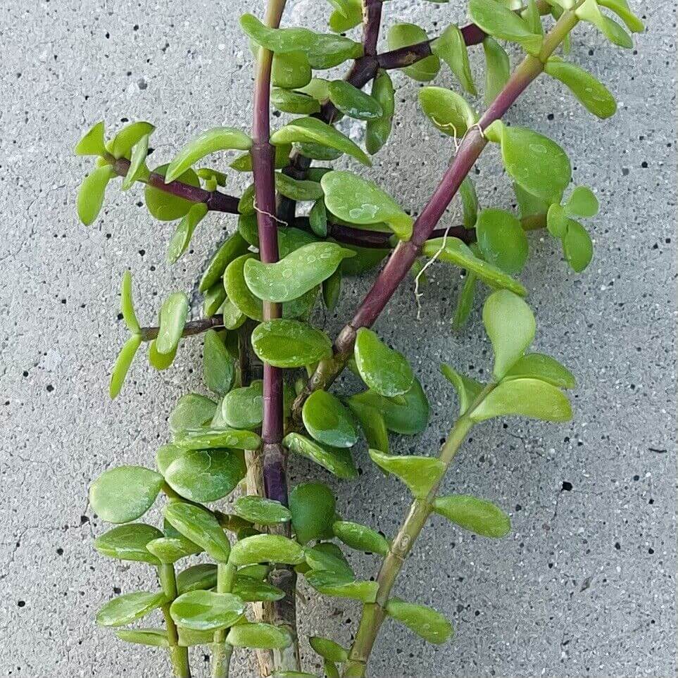 8" Elephant Bush - Jade Portucalaria Affra - 4 Pcs Live Plant