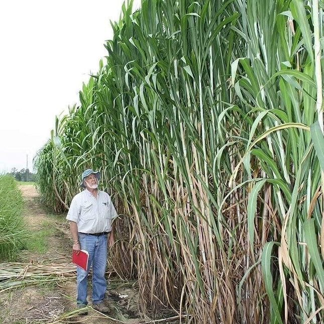Elephant Grass Seeds – The Tallest Grass in the World!