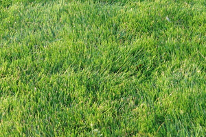 Emerald Zoysia Grass Seeds - Lawn Grass 1/8 LB small pack