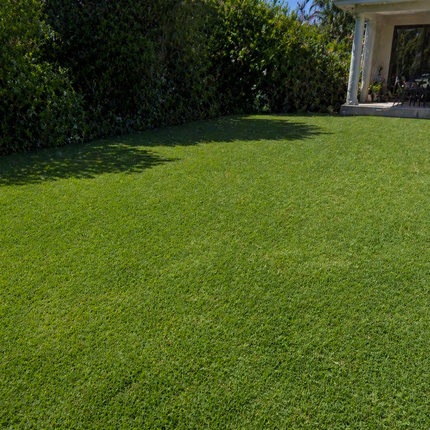 Lush green lawn with a house and trees in the background