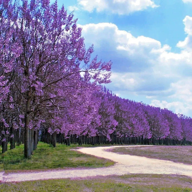Empress Tree Paulownia Tomentosa