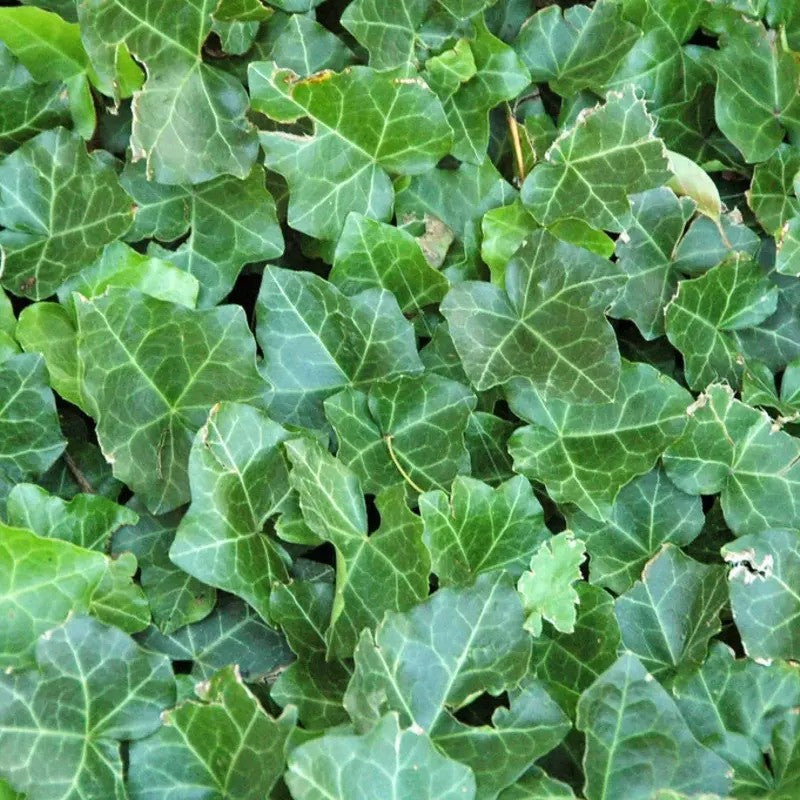 English Ivy (Hedera Helix) foliage spreading across the ground, displaying evergreen perennial leaf patterns.