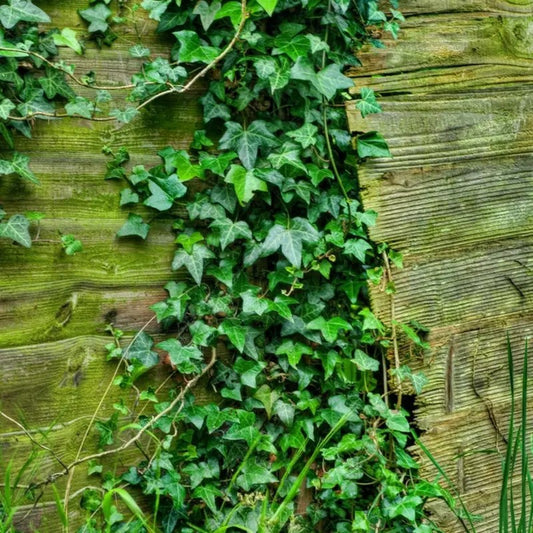 English Ivy (Hedera Helix) climbing green leaves on a wooden fence, showing fast-growing evergreen vine habit.