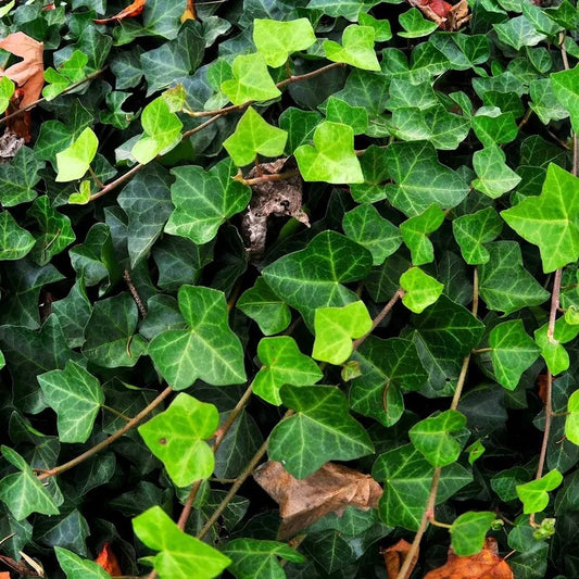 Close-up of English Ivy leaves forming dense ground cover with vibrant green foliage and trailing vines.
