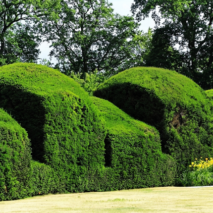 English Yew Seeds | Taxus Baccata | Ornamental Topiary Hedges