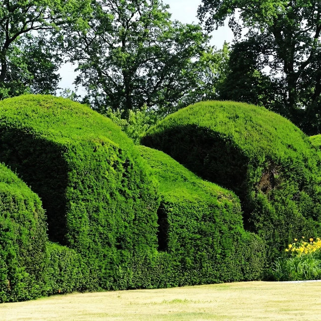 English Yew Seeds | Taxus Baccata | Ornamental Topiary Hedges