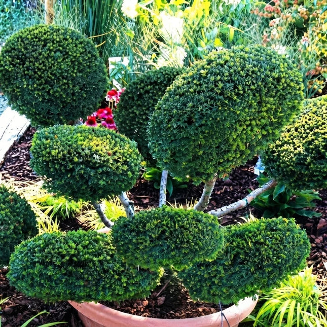 English Yew Seeds | Taxus Baccata | Ornamental Topiary Hedges