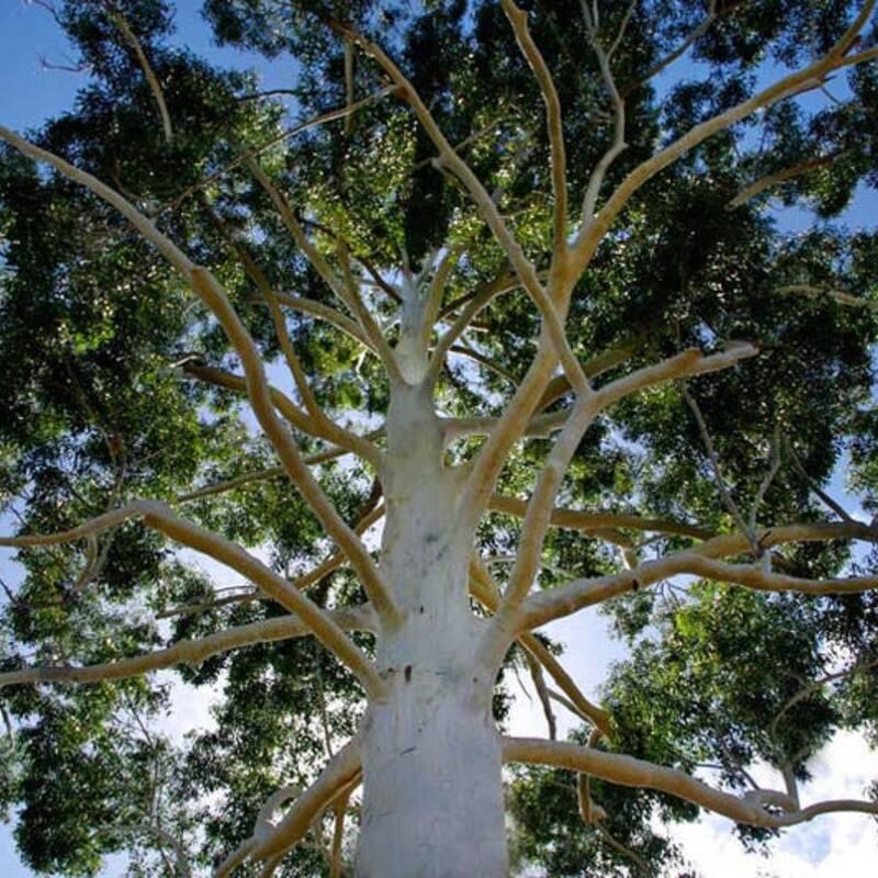 Tree with a white trunk and branches against a blue sky