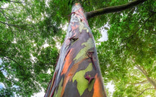 Eucalyptus - Rainbow Gum Tree seeds