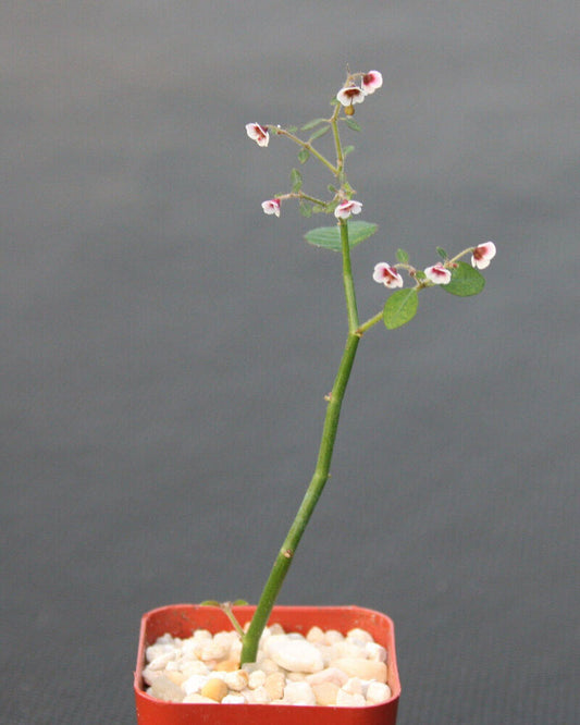 Euphorbia Guiengola Succulent Plant 2" (1 Rooted Piece)