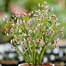 Euphorbia Guiengola Succulent Plant 2" (1 Rooted Piece)