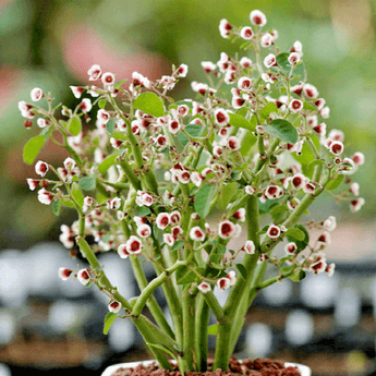 Euphorbia Guiengola Succulent Plant 2