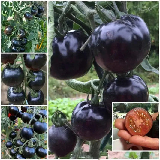 Collage of European Black Cherry Tomatoes with sliced fruit showing rich interior