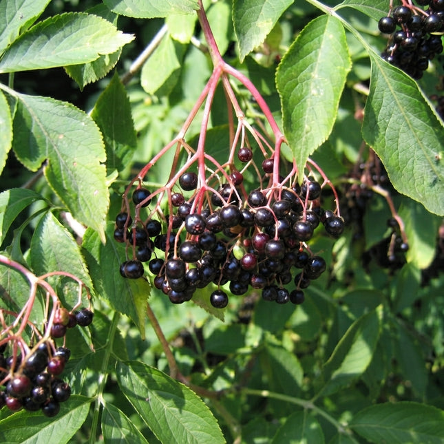 European Black Elderberry Seeds – Sambucus nigra shrub with clusters of dark purple-black elderberries and lush green foliage, ideal for edible landscapes, wildlife gardens and home growing. Seed World