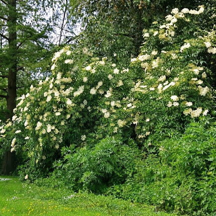 80 European Black Elderberry Seeds – Sambucus Nigra Shrub