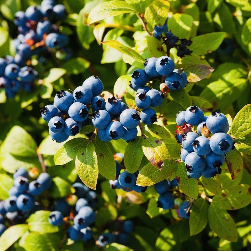 200 European Blueberry - Vaccinium myrtillus Seeds