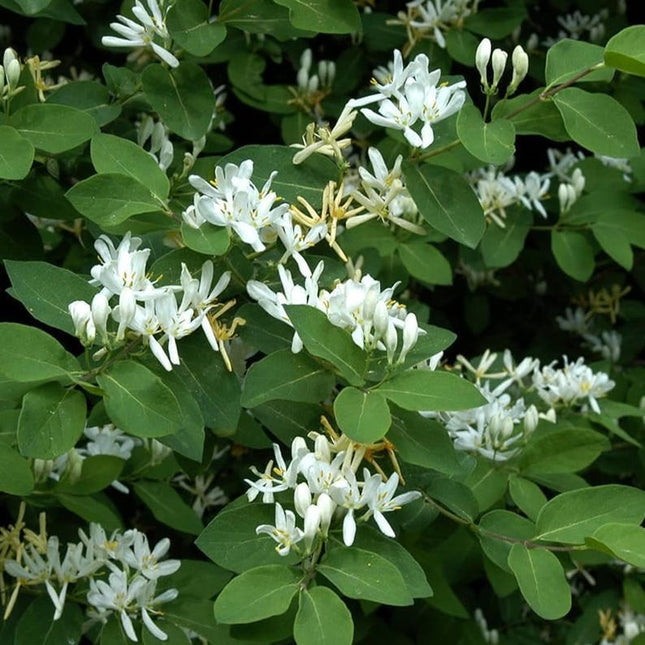 50 European Fly Honeysuckle Vine Seeds