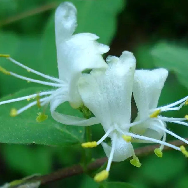 50 European Fly Honeysuckle Vine Seeds
