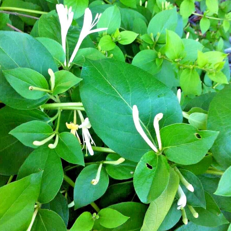 65 European Fly Honeysuckle Vine Seeds