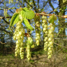 European Hornbeam Tree Seeds