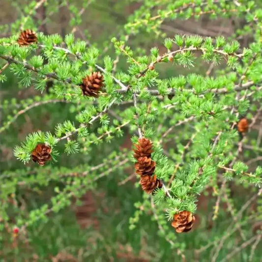 25 European Larch Tree Seeds