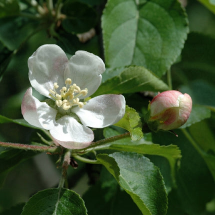 30 European Crabapple Seeds | Wild Native Crab Apple Tree