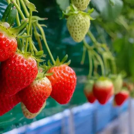 Everbearing strawberry plants producing juicy ripe red strawberries and developing fruit, perfect for home gardens, containers, and fresh harvests. Seed World