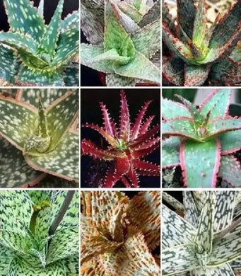 50 Exotic Aloe Hybrid Mix - Rare Colorful Succulent Seeds