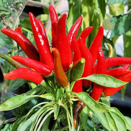 Bunch of red chili peppers on a plant with green leaves.