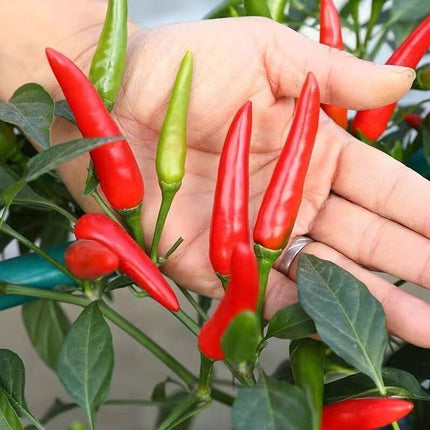 Hand holding red chili peppers with green leaves