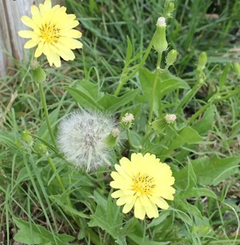 Yellow flowers and a green plant with buds in a grassy area