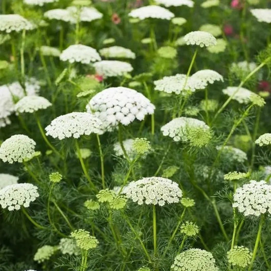 Cluster of False Queen Anne’s Lace flowers blooming in a summer wildflower garden – non-invasive heirloom variety