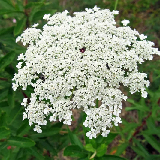 Close-up of Bishop’s Flower (Ammi majus) white lace-like bloom attracting pollinators in a garden