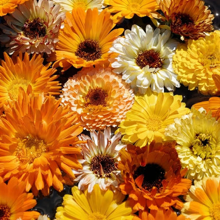 Fancy Mix Pot Marigold flowers with vibrant orange, yellow and cream blooms. Seed World