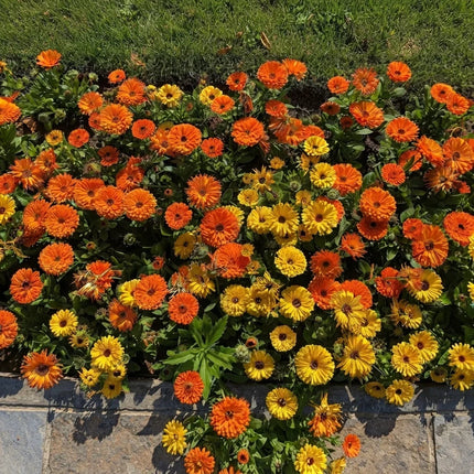 500 Fancy Mix Pot Marigold Seeds – Calendula Officinalis
