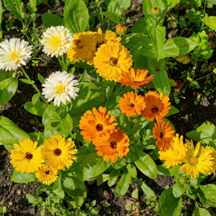 500 Fancy Mix Pot Marigold Seeds – Calendula Officinalis