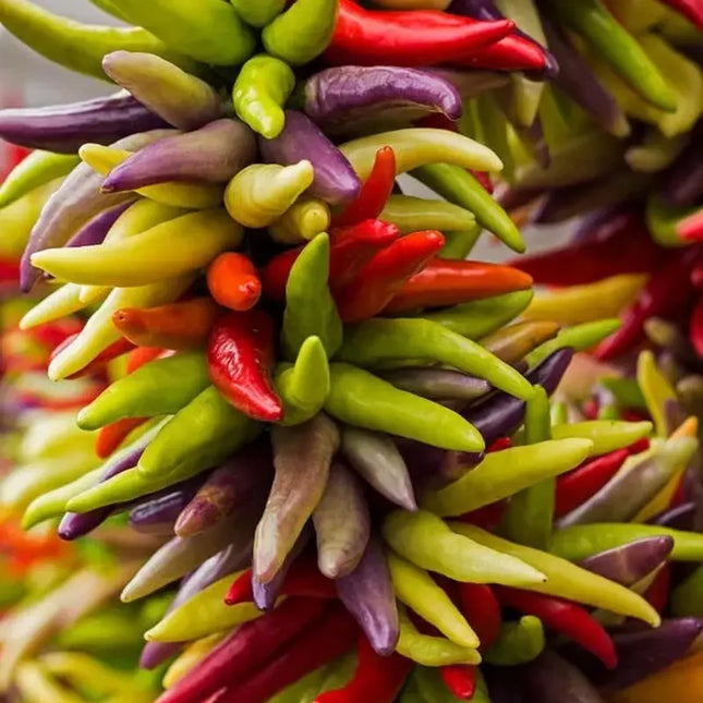 200 Fiesta Blend Cayenne Pepper Seeds