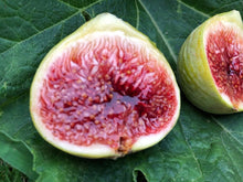 3 Fig Tree cuttings "White Adriatic"