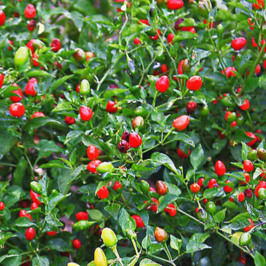 20 Fire Cracker Pepper Seeds