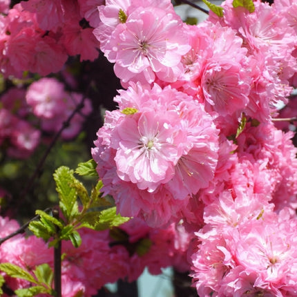Flowering Almond Seeds – Prunus triloba with Beautiful Double Pink Spring Flowers, Showy Ornamental Flowering Shrub for Gardens. Seed World