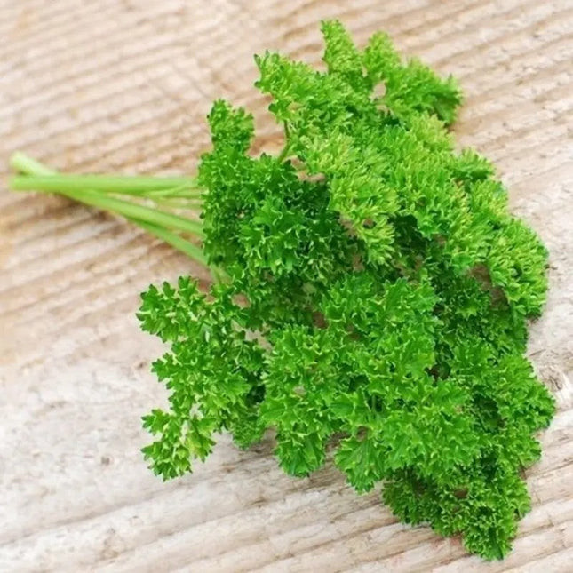 Forest Green Parsley Seeds | Heirloom • NON-GMO • Fresh Garden Seeds
