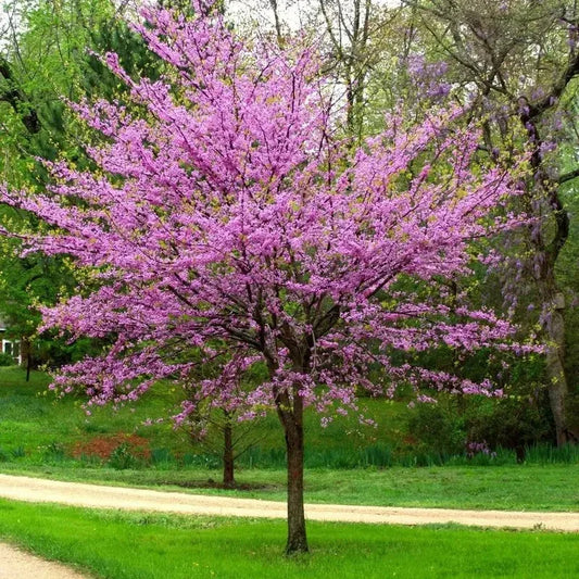 Tree with pink blossoms in a park setting