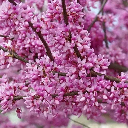 Close-up of pink flowering branches