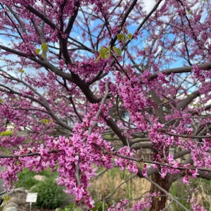 5 Forest Pansy Eastern Redbud Seeds