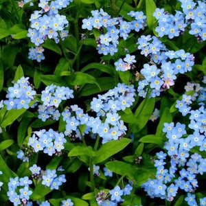 300 Forget Me Not Seeds - Blue