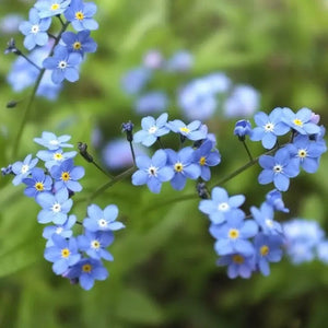 300 Forget Me Not Seeds - Blue